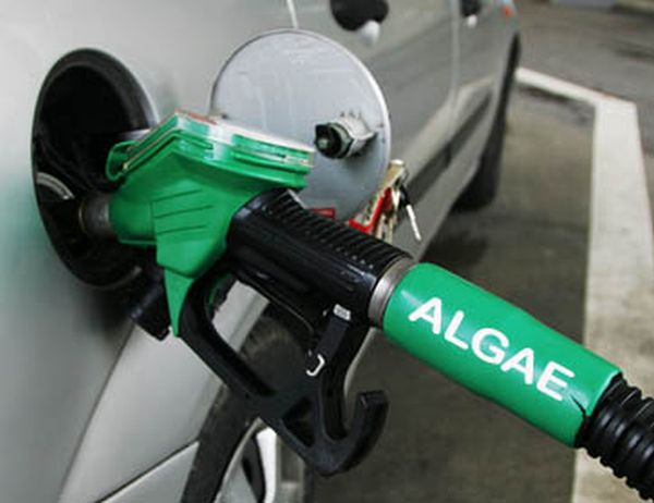 Algae-for-fuel-pic-3