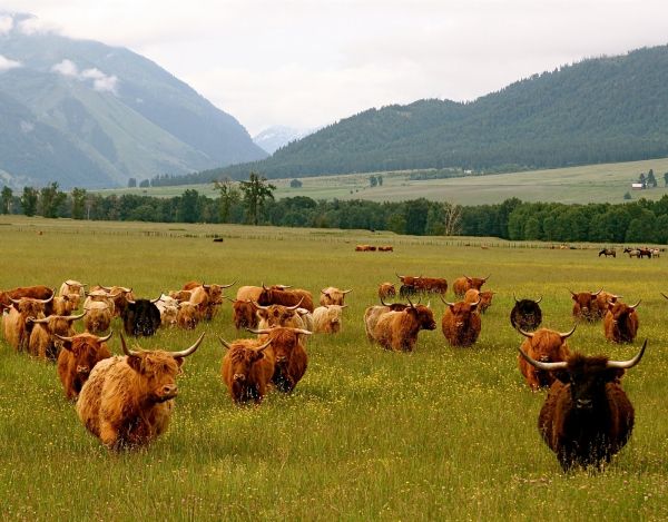 Happy Cows in the Lostine Valley