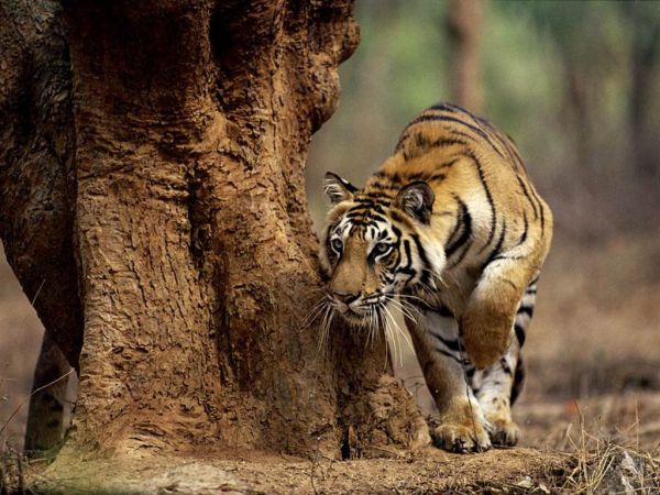 Indian_Tiger_on_the_Prowl_Wallpaper__yvt2