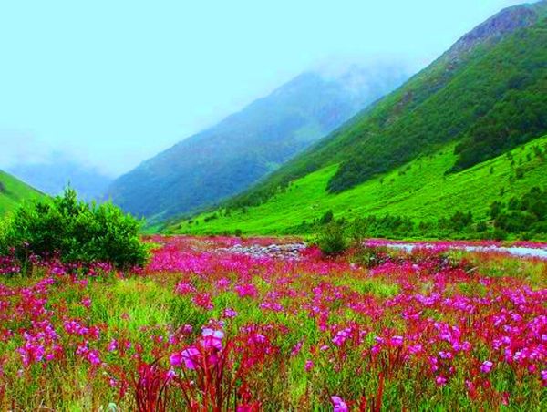 Valley of Flowers7