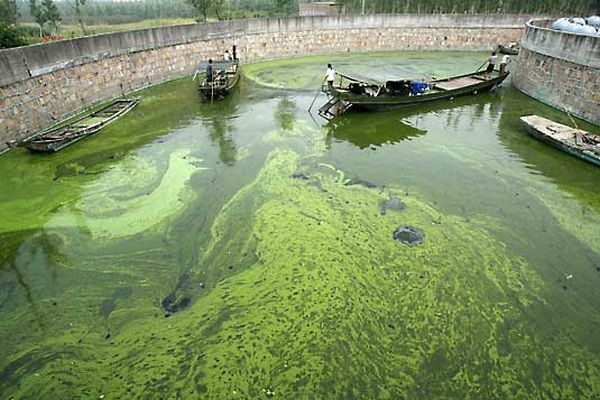 algae-biofuel