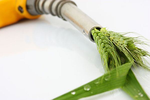 algae_biofuel