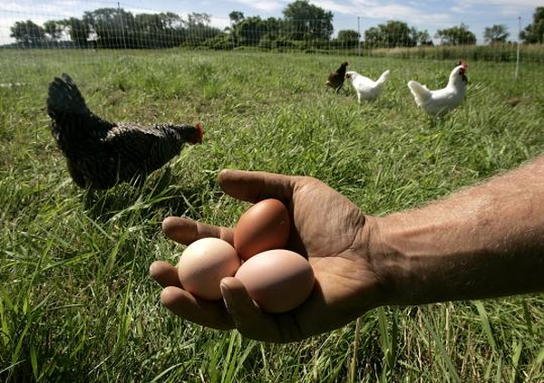 organic-farm-chickens