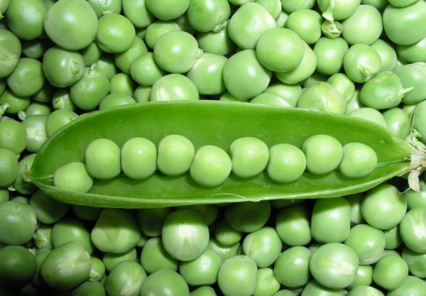 Garden peas