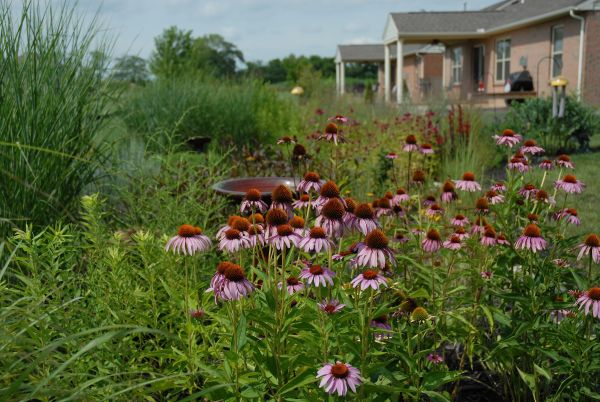 Native plants are more resistant to pests