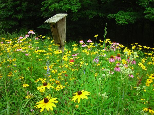 Native plants are more suitable for your climate