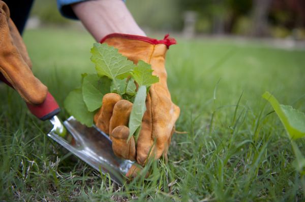 unwanted grasses in lawn