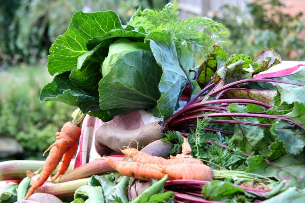 Organic Food Production in La Farge