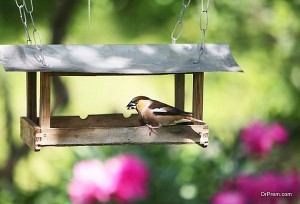 Tray Bird Feeder Ecofriend