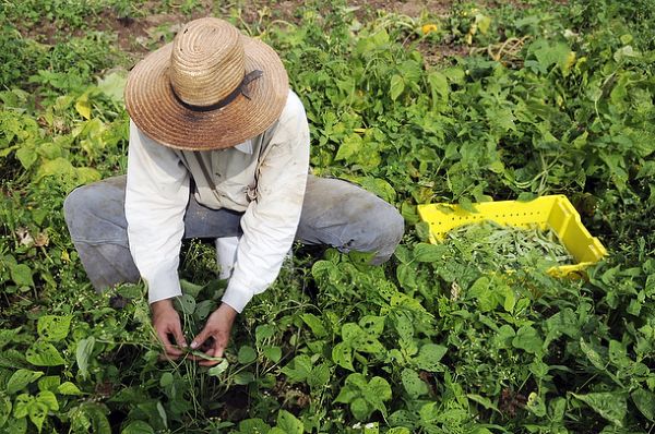 Small-scale farmers