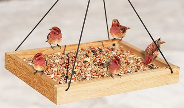 bird feeders guide patterns