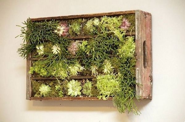 living green wall with old wooden crate