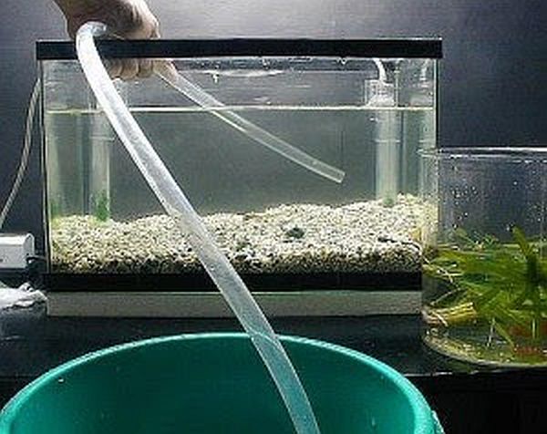 Fish Tank Water
