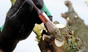 How to Treat Tree Wounds Effectively - Ecofriend