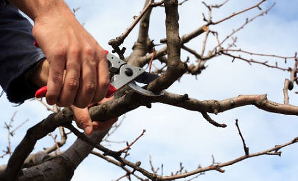 tree wounds treatment