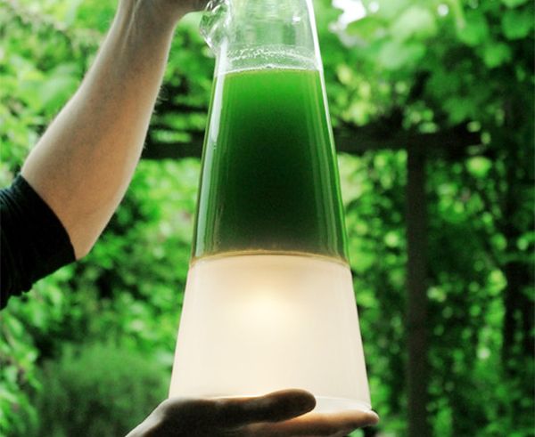 algae The Latro Lamp