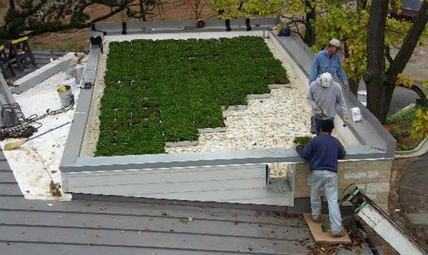 green roof 1