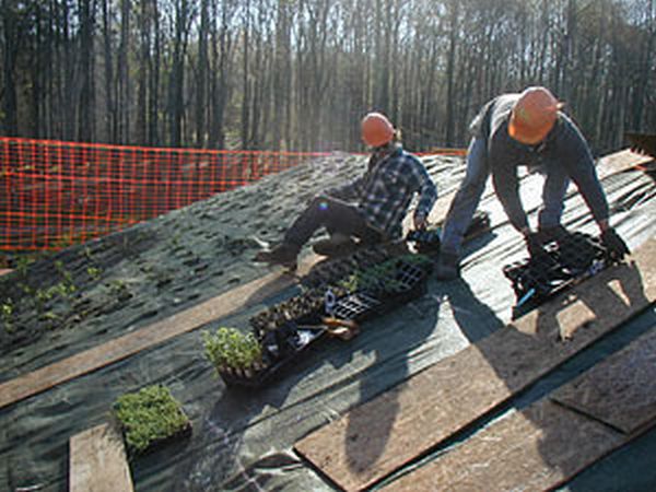 green roof 2