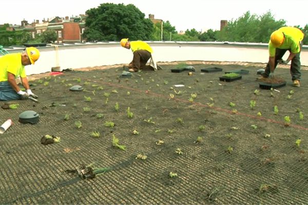 green roof 5