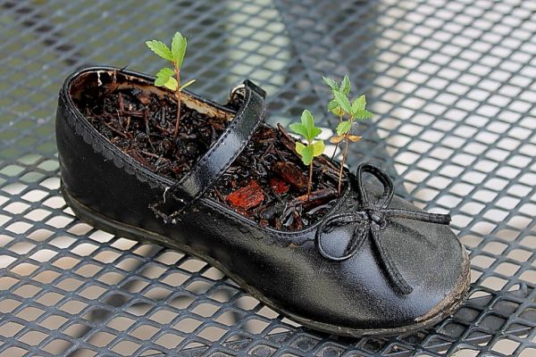 Old shoe planter