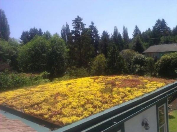 GREEN ROOF (3)