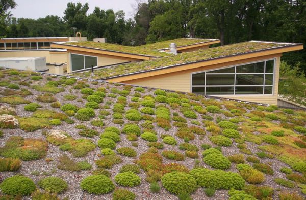 GREEN ROOF (6)