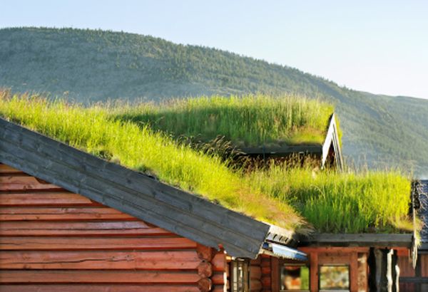 Roofs with grass.