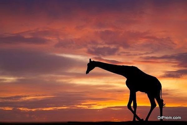 Silhouette of a giraffe