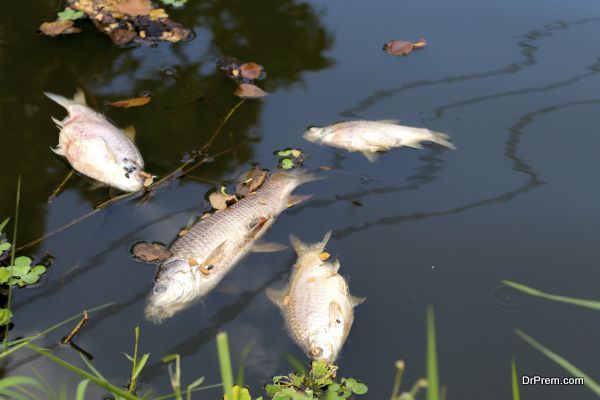 dead fish floated in  the river, water resource, water pollution