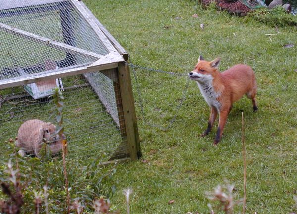 this-fox-is-trying-to-open-the-rabbits-cage