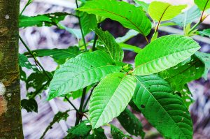 Kratom Natural Painkiller