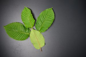 Mitragyna speciosa or Kratom leaves