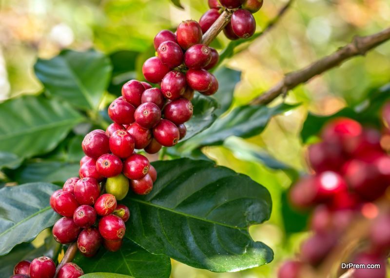 Coffee beans ripening on a tree