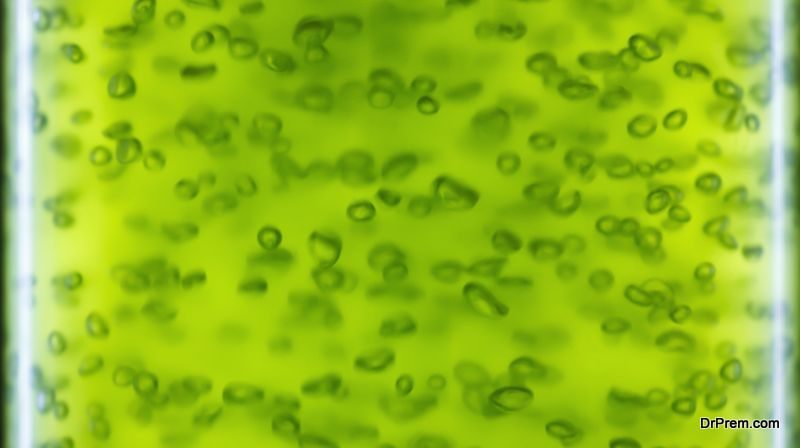 Biofuels by using Algae