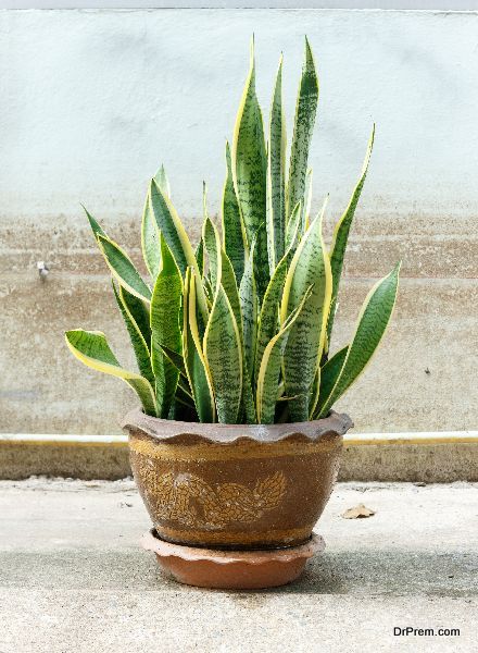 Snake plant (