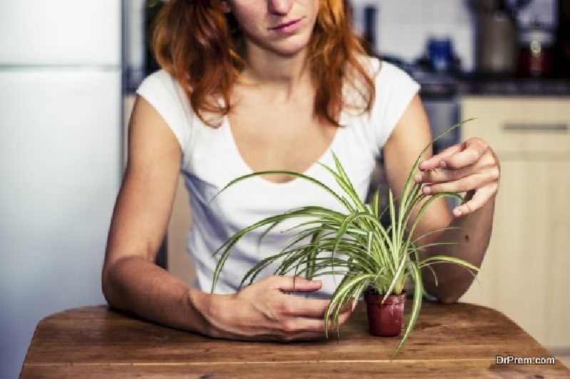 indoor plants 