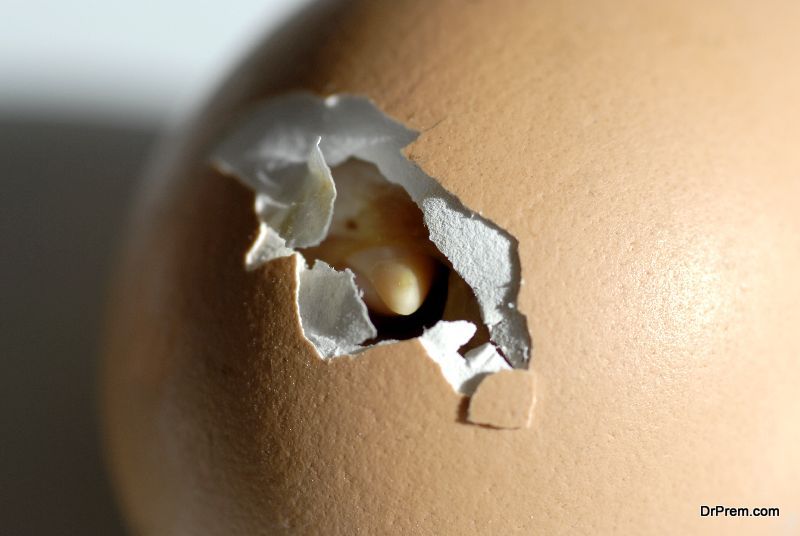 Germ-Free-Method-of-Hatching-Eggs