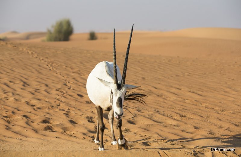  Arabian Oryx