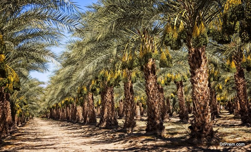 date palm farms