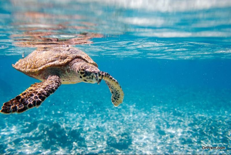 cotton buds are spotted in the stomachs of Loggerhead turtles