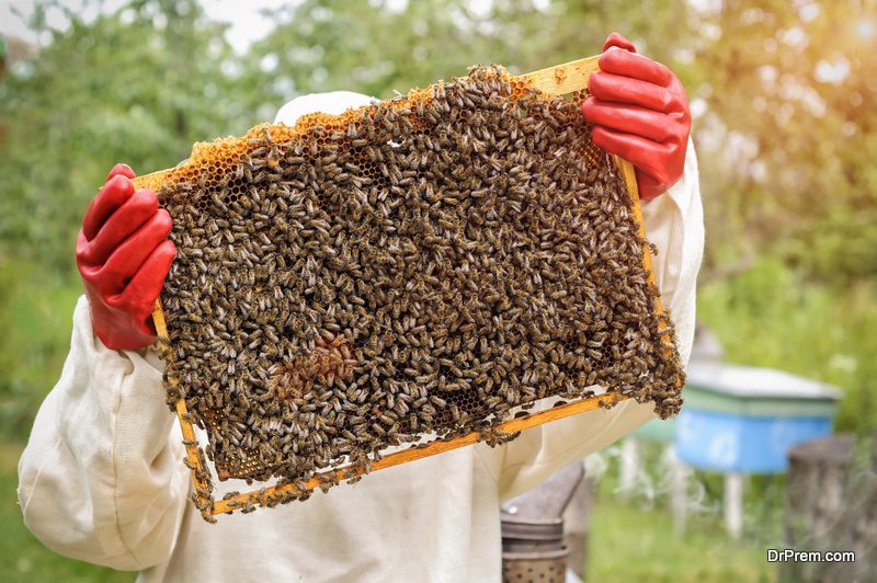 bee-farming