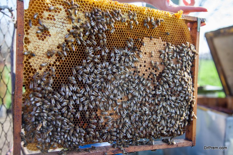 bee-farming