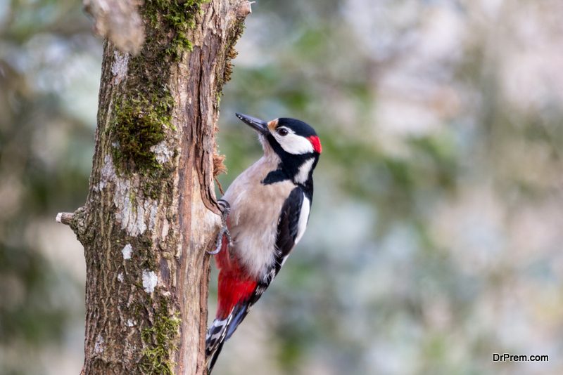 use-birds-for-pest-control