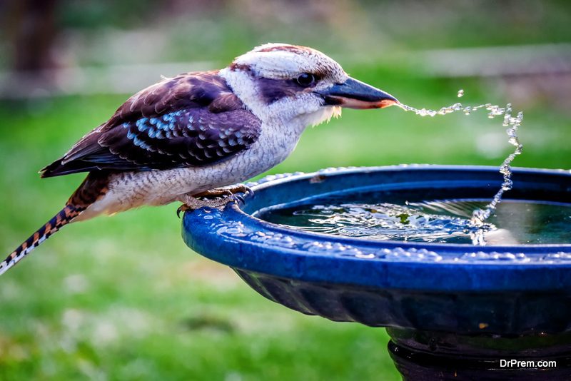 use-birds-for-pest-control