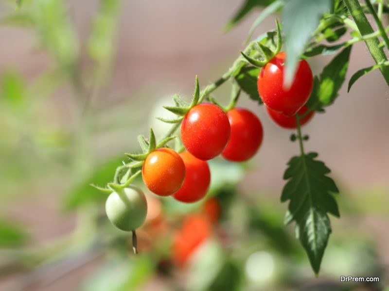 conventionally grown vegetables and fruit 