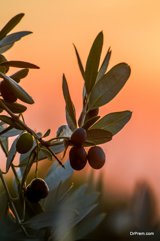 Autumn-olive