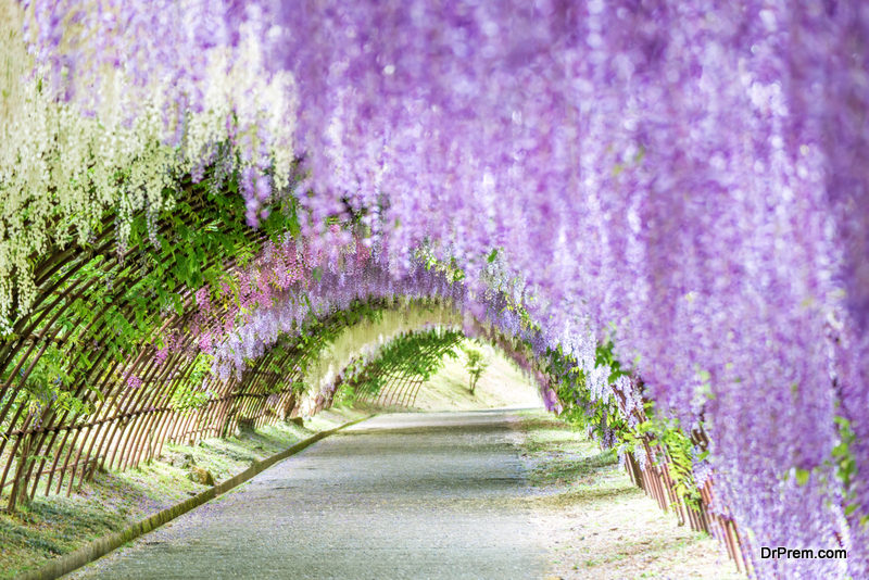 Chinese-wisteria