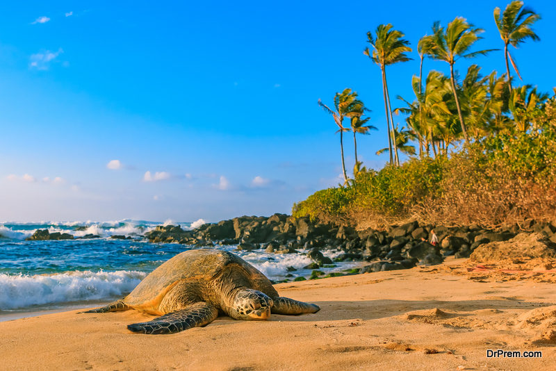 The-Island-of-Hawaii.