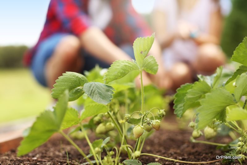 herb garden.