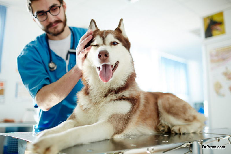 veterinarian